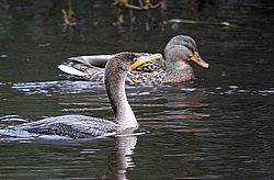 CH-BW07.jpg