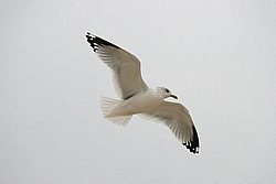 CH-BW19.jpg