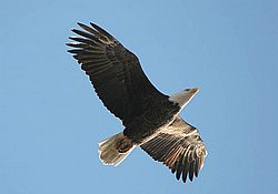 CH-BW30.jpg