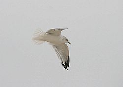 CH-BW34.jpg