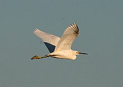 CH-BW36.jpg