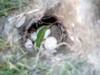 turtle_eggs.jpg