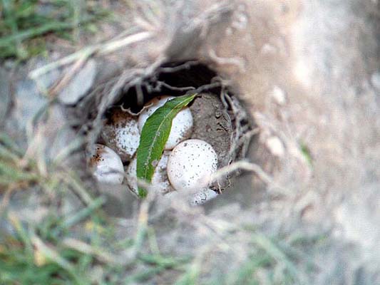 turtle_eggs.jpg