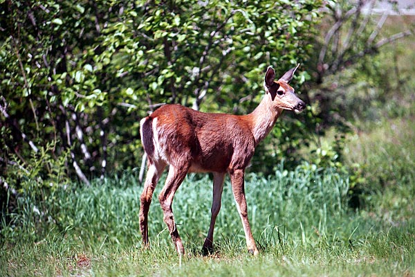 deer.jpg