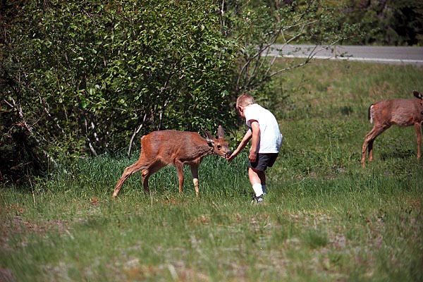 deer1.jpg