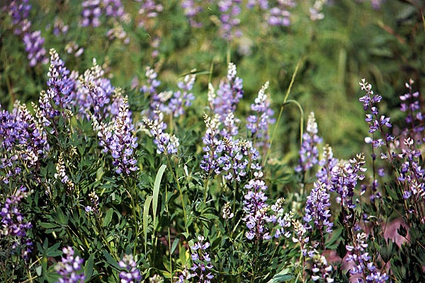 purple.jpg