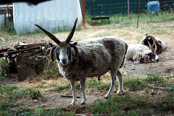 sauvie1.jpg