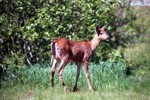 deer.jpg