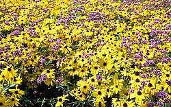 IMG0062.jpg