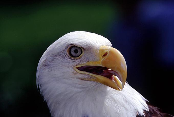 Bald_Eagle.jpg