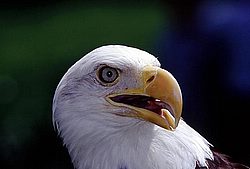Bald_Eagle.jpg