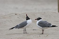 IMG_0283.JPG