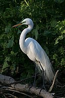 IMG_1227.jpg