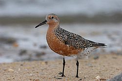 IMG_2239.JPG