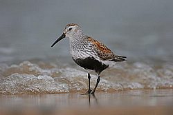 IMG_2342.JPG