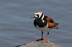 IMG_3086.jpg