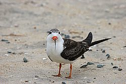 IMG_4459.JPG