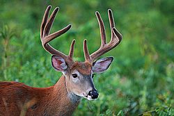 IMG_6010.jpg
