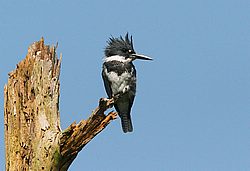 IMG_6947.jpg