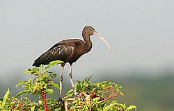 IMG_7378.jpg