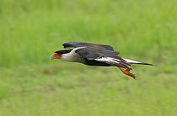 IMG_7423.jpg