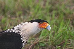 IMG_7533.jpg