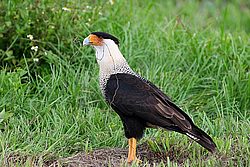 IMG_7550.jpg