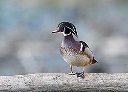 IMG_9345.JPG