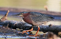 IMG_9827.JPG