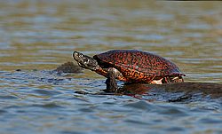 IMG_9847.JPG