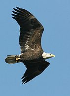 JSOH7015.jpg
