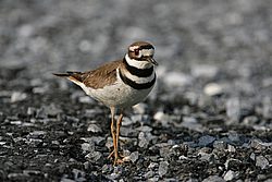 QF2W1046.JPG