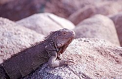 aruba012.jpg