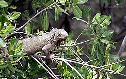 aruba021.jpg